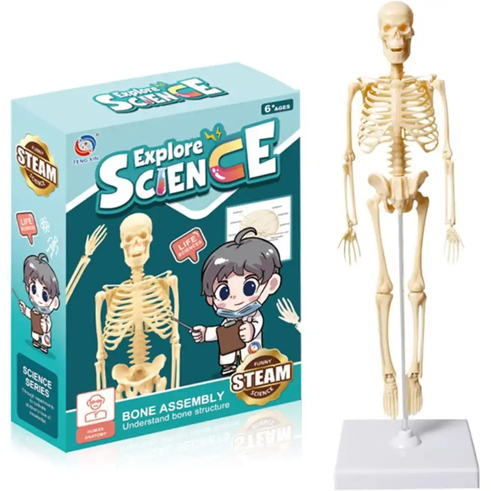 Explore Science Skeleton Simple - TXL-117